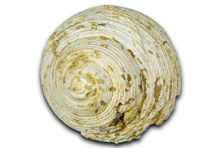 Miocene Fossil Sea Snail (Oxystella) Shell - France #365572